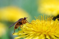 Mosca su tarassaco
